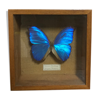 Naturalized butterfly