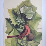 Old bird engraving - Flycatcher - Ornitology board by Seligmann & Catesby. 1973