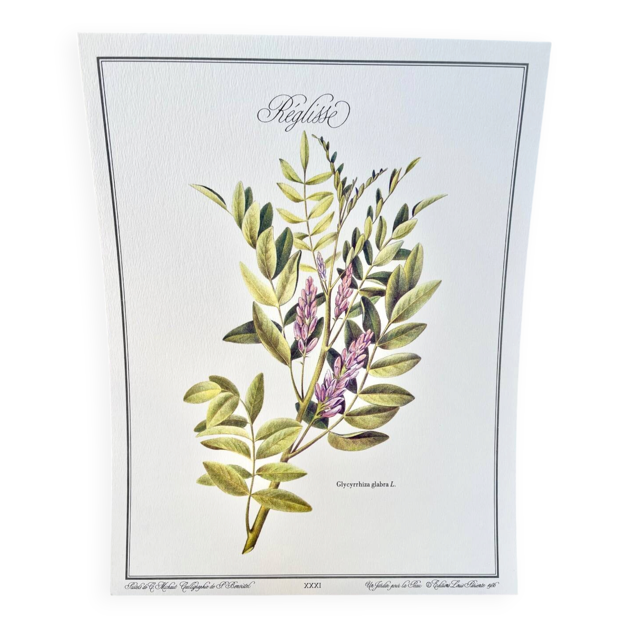 Botanical plate – Liquorice – Louis Pariente, 1986