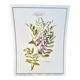 Botanical plate – Liquorice – Louis Pariente, 1986