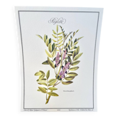 Botanical plate – Liquorice – Louis Pariente, 1986