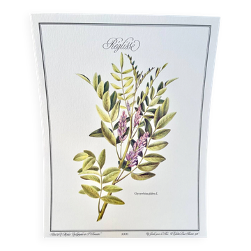 Botanical plate – Liquorice – Louis Pariente, 1986