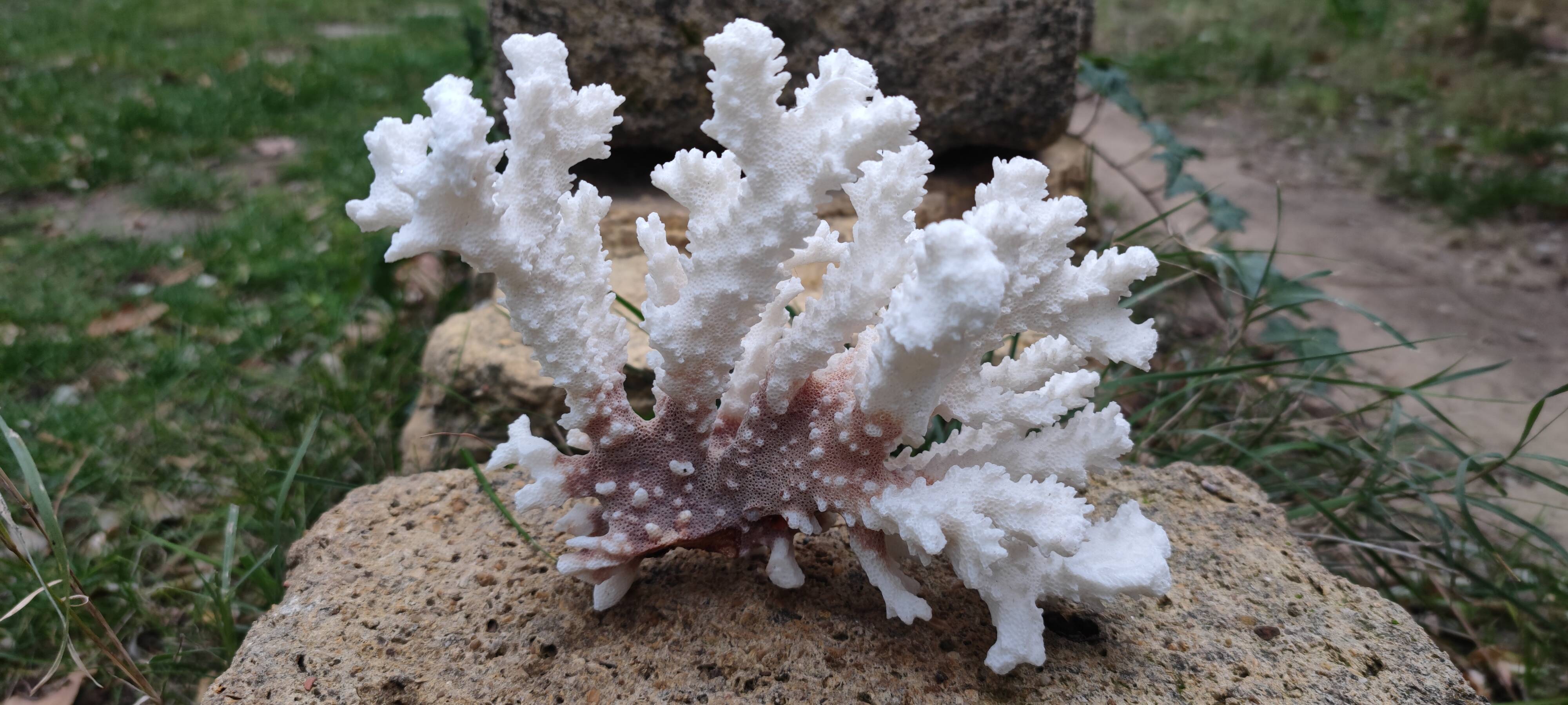 White coral (dead)decoration