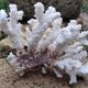 White coral (dead)decoration