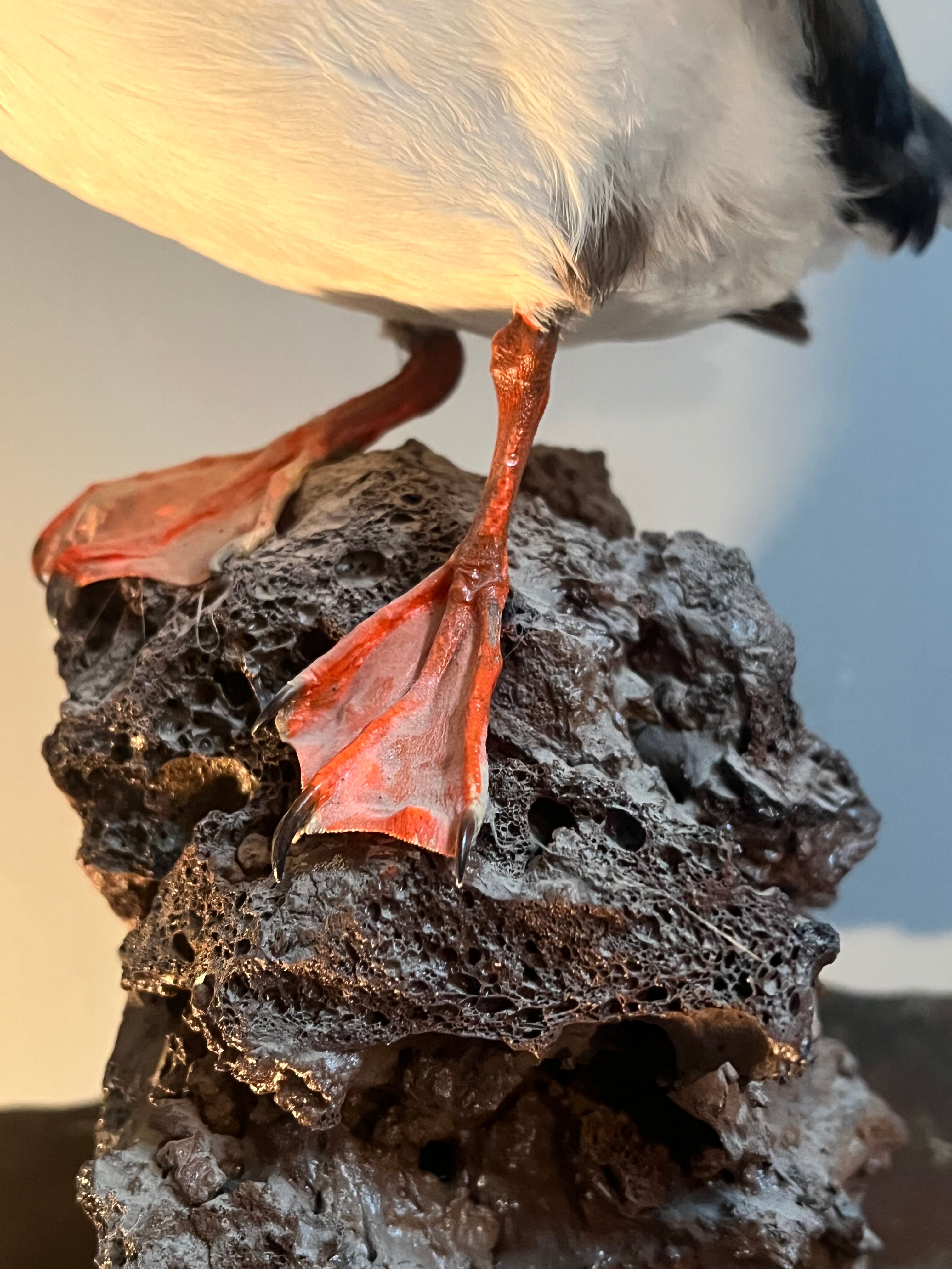Puffin stuffed atlantic shearwaters