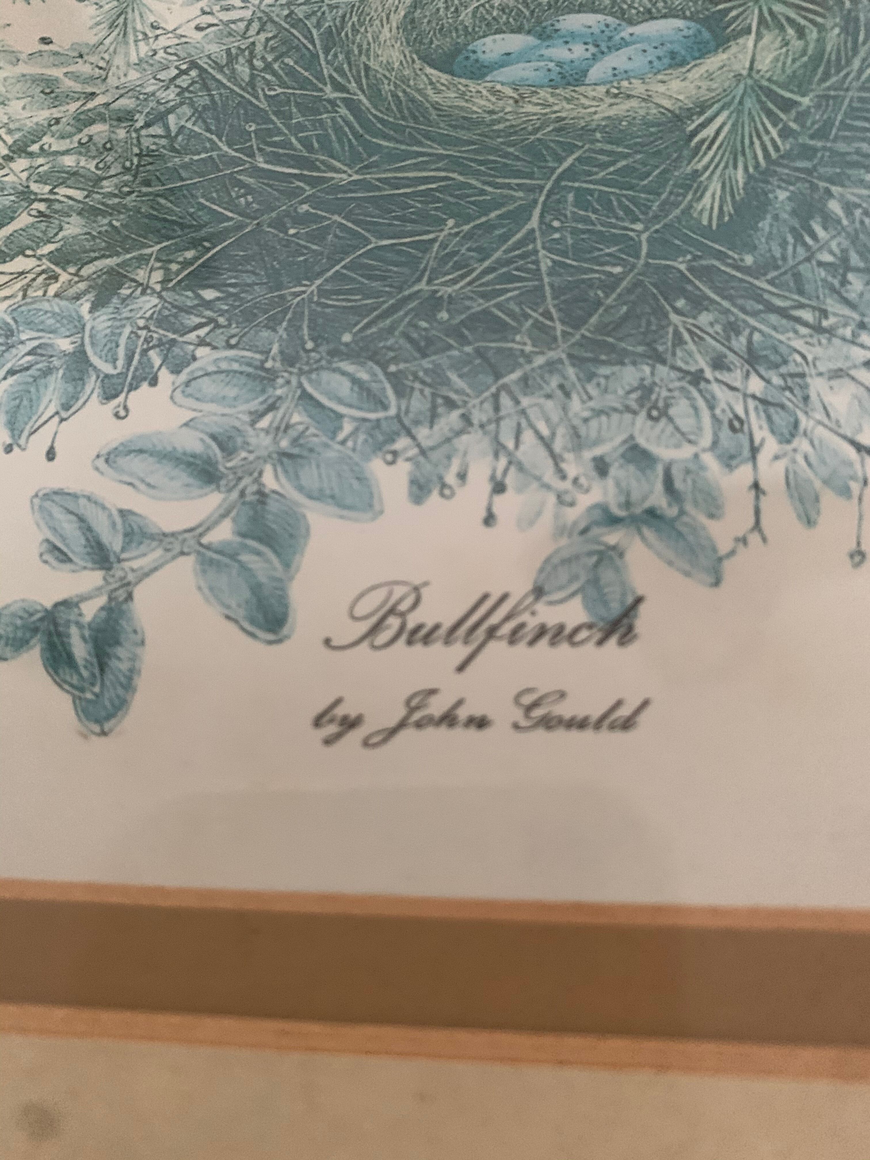 2 old John Gould illustrations