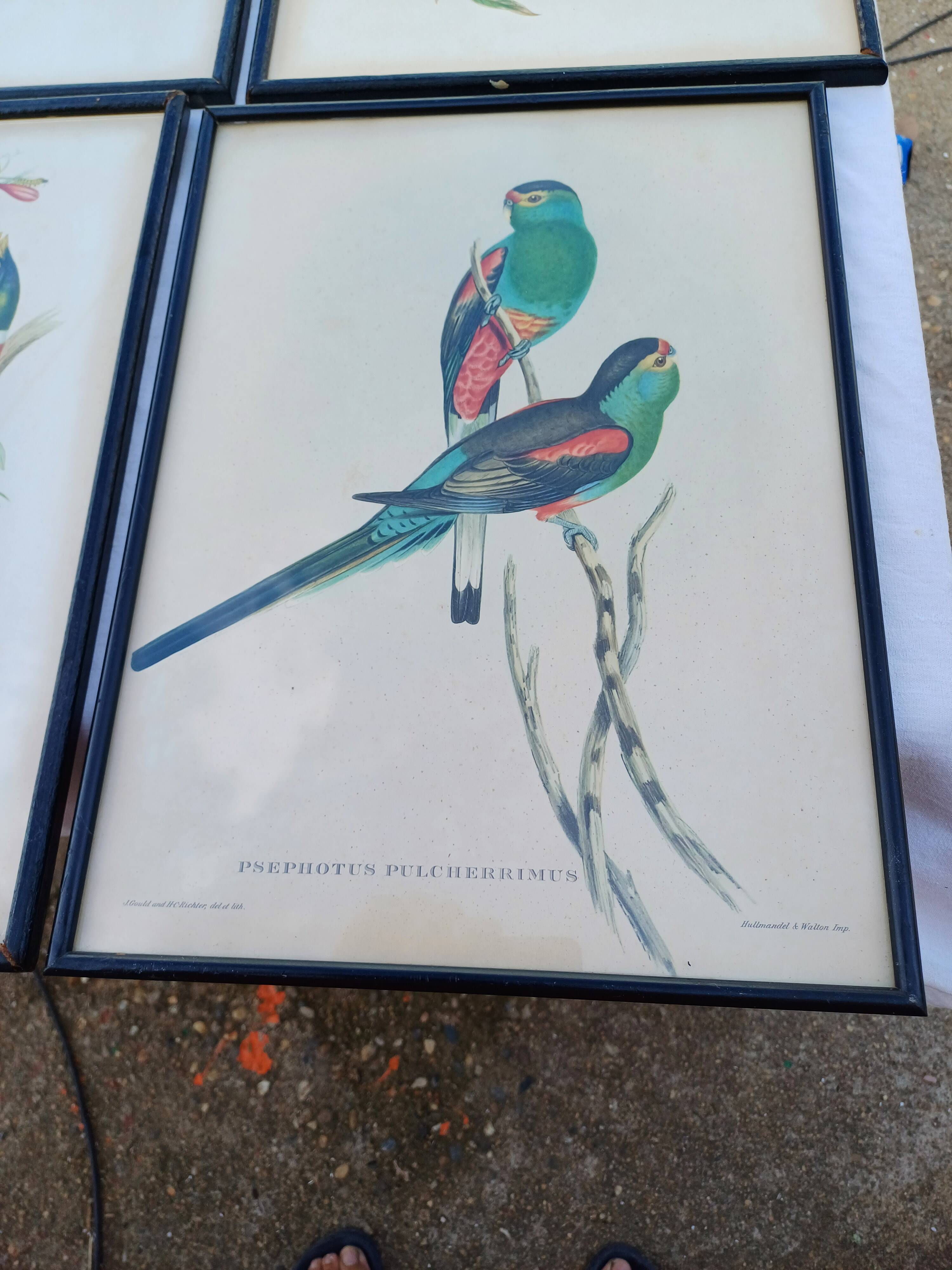 12 Lithographs “Birds of the World”