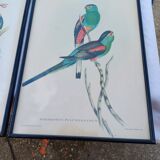 12 Lithographs “Birds of the World”