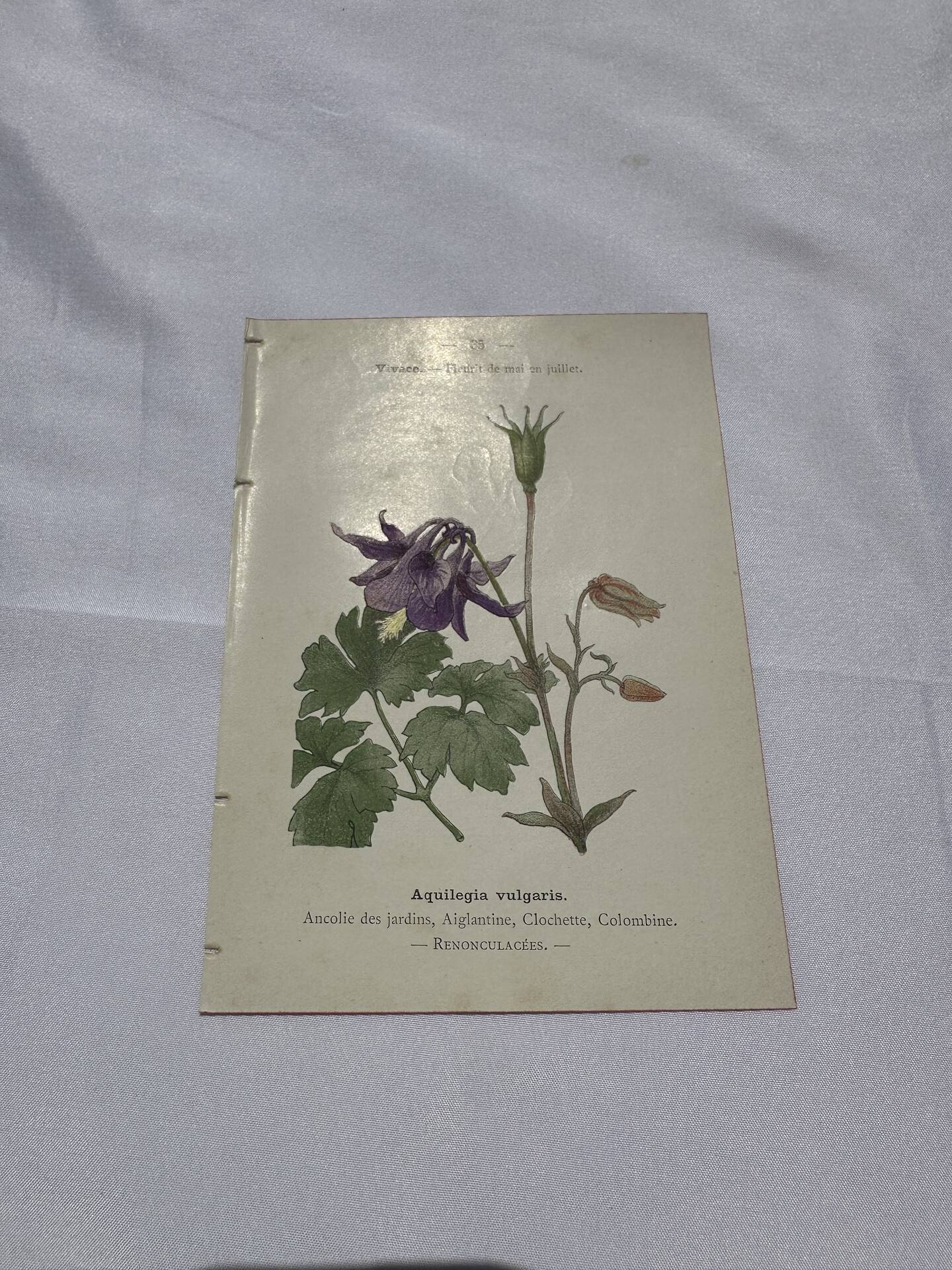 Gravure botanique 1800 double face planche naturaliste fleur de France