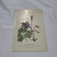 Gravure botanique 1800 double face planche naturaliste fleur de France