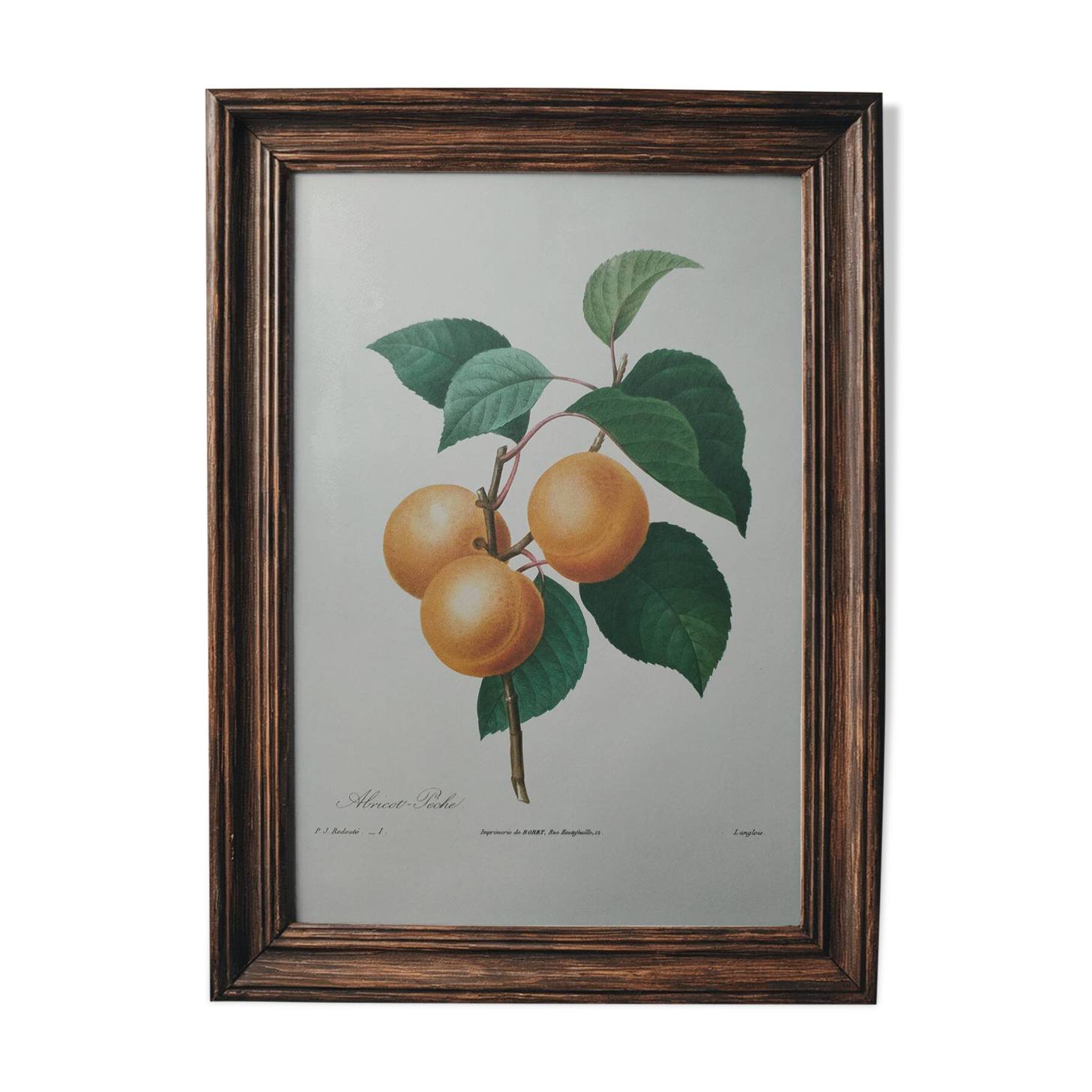 Planche illustrée originale abricot-pêche