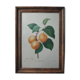 Planche illustrée originale abricot-pêche