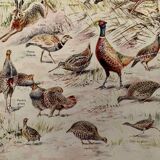 Old illustration on game (hunting) - 1920