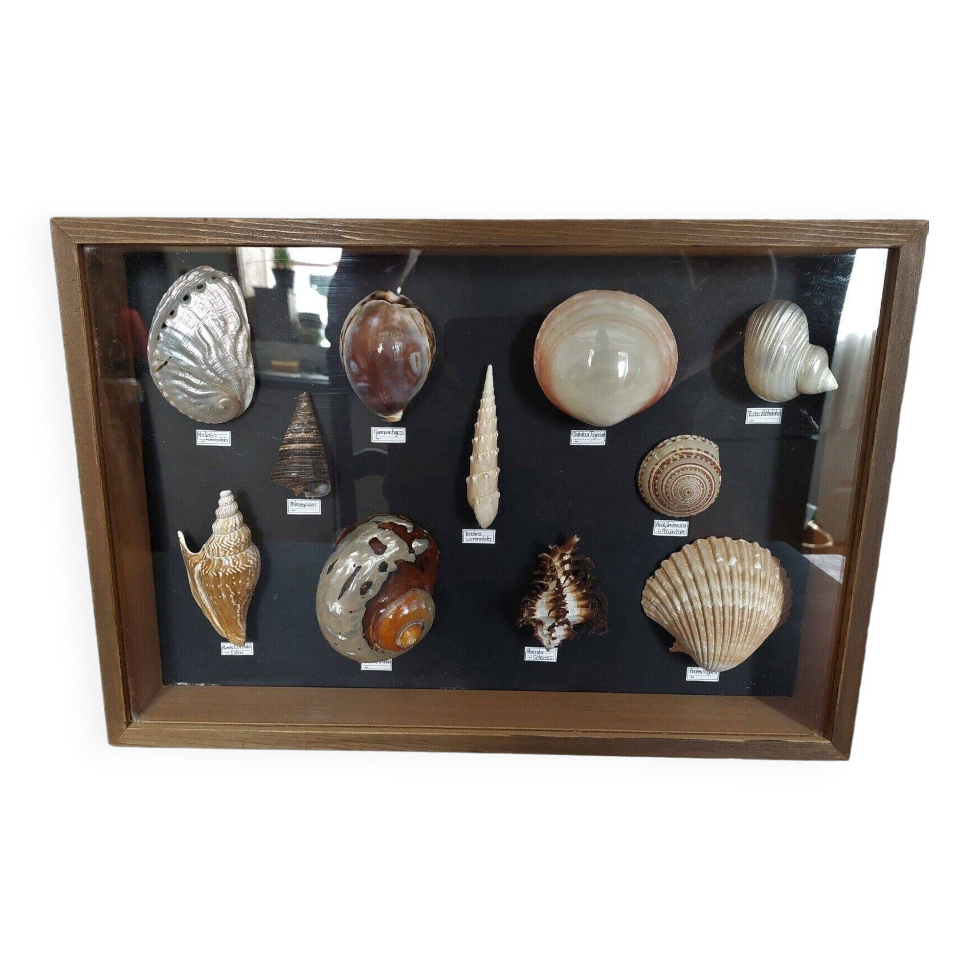 Collection frame with shells