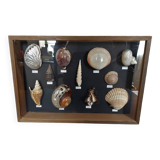 Collection frame with shells