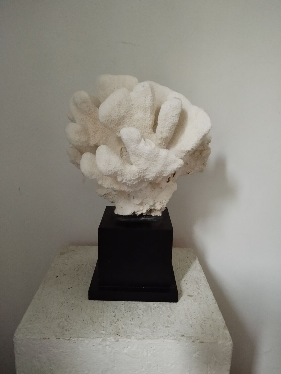 Coral on base cabinet of curiosities