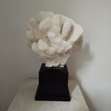 Coral on base cabinet of curiosities