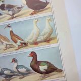 Old engraving from 1920 - Ducks - Original plate - by A. Millot