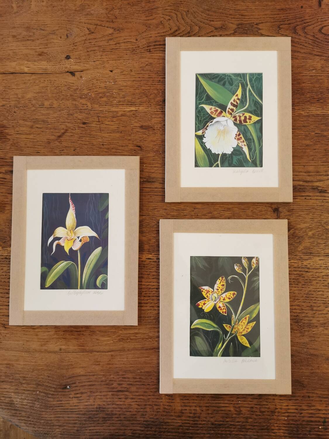 Planche botanique orchidée