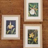 Orchid botanical board