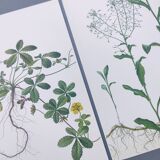 3 vintage botanical prints from 1978 - Stinkweed. Wild plant