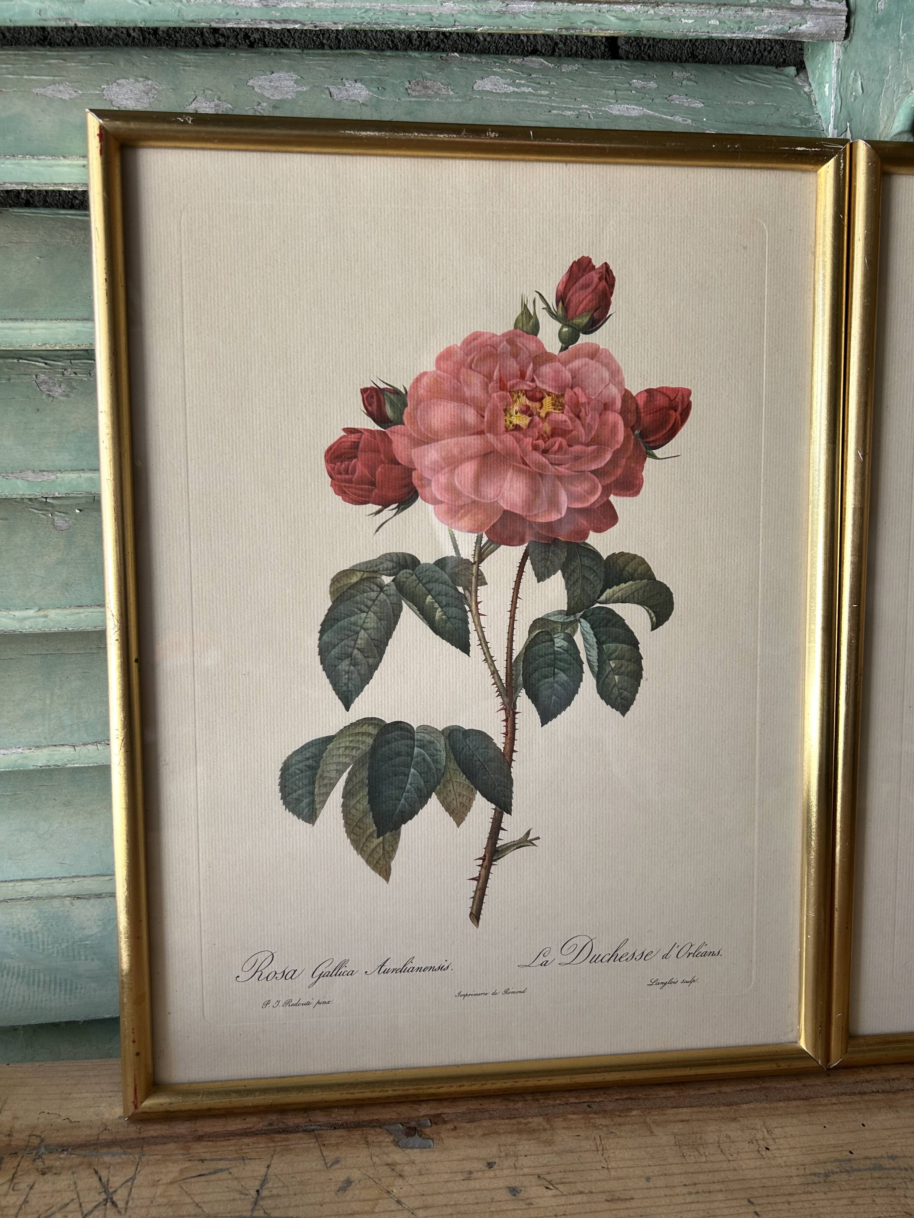 Paire de gravures Redouté