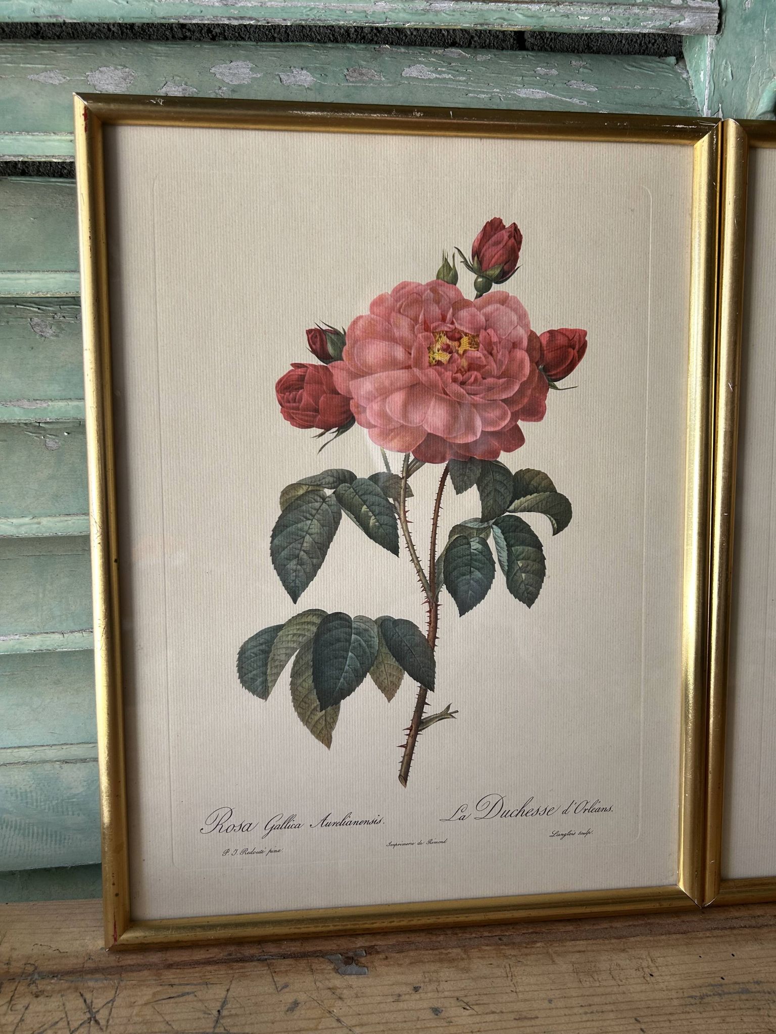 Paire de gravures Redouté
