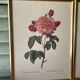 Paire de gravures Redouté