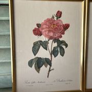 Paire de gravures Redouté