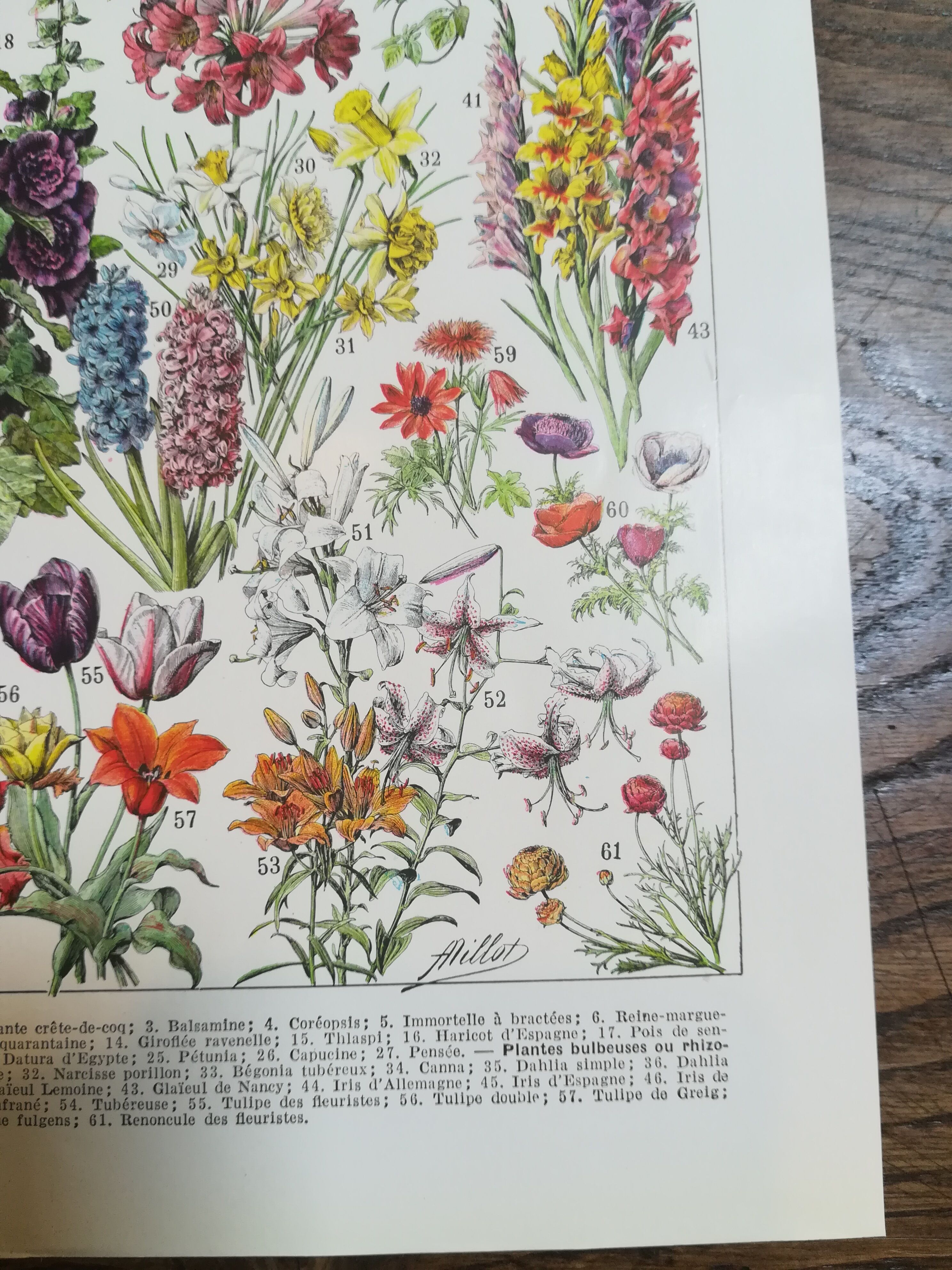 Lithograph on flowers from 1928 (amaranth)