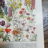 Lithograph on flowers from 1928 (amaranth)