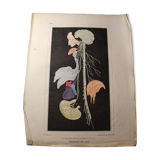Planche médicale anatomie "Distribution des nerfs"
