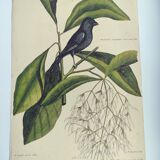 Old bird engraving - Chickadee - Zoological plate by Seligmann & Catesby. 1973