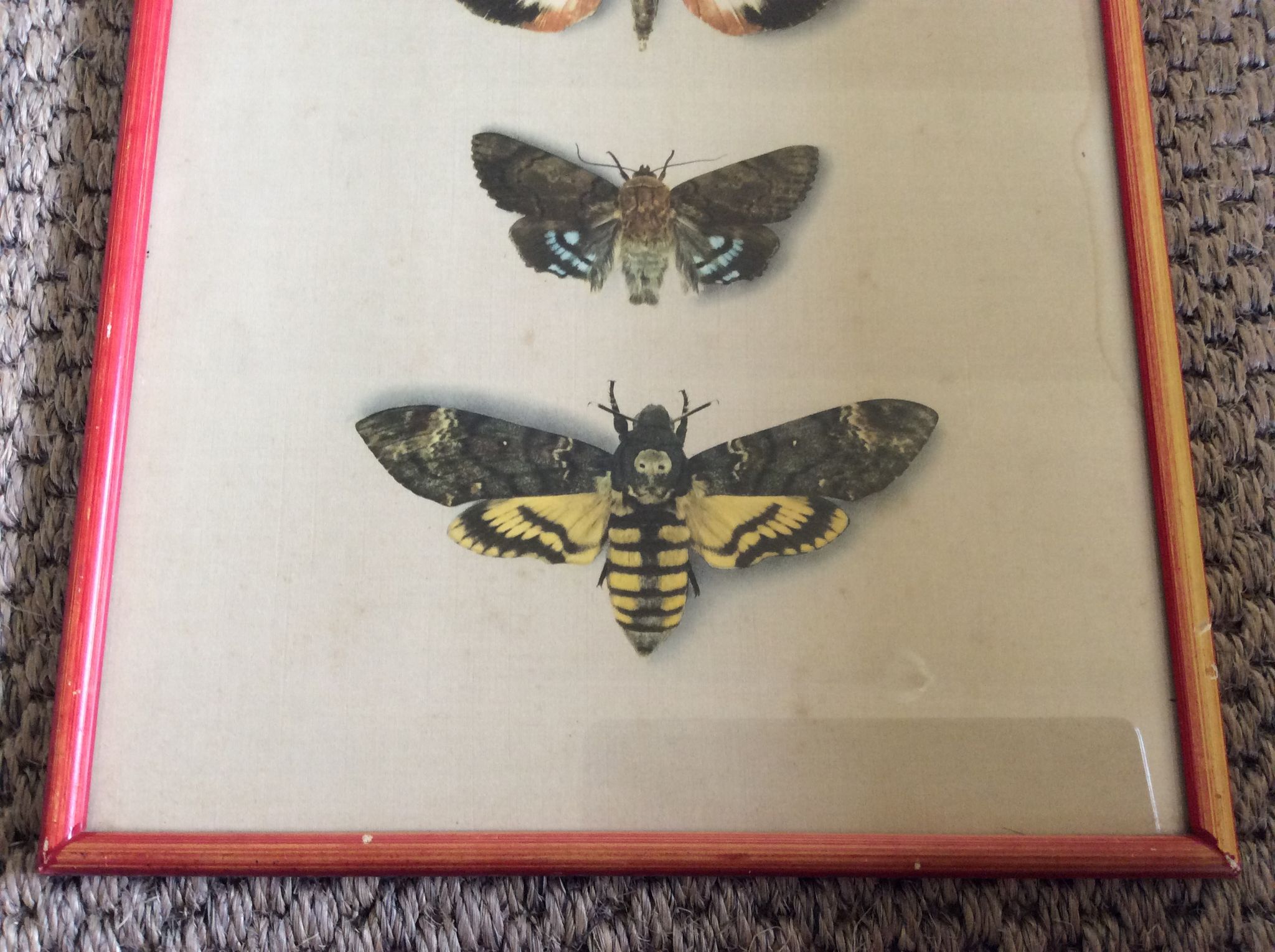 Gravure papillons