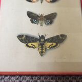 Butterfly engraving