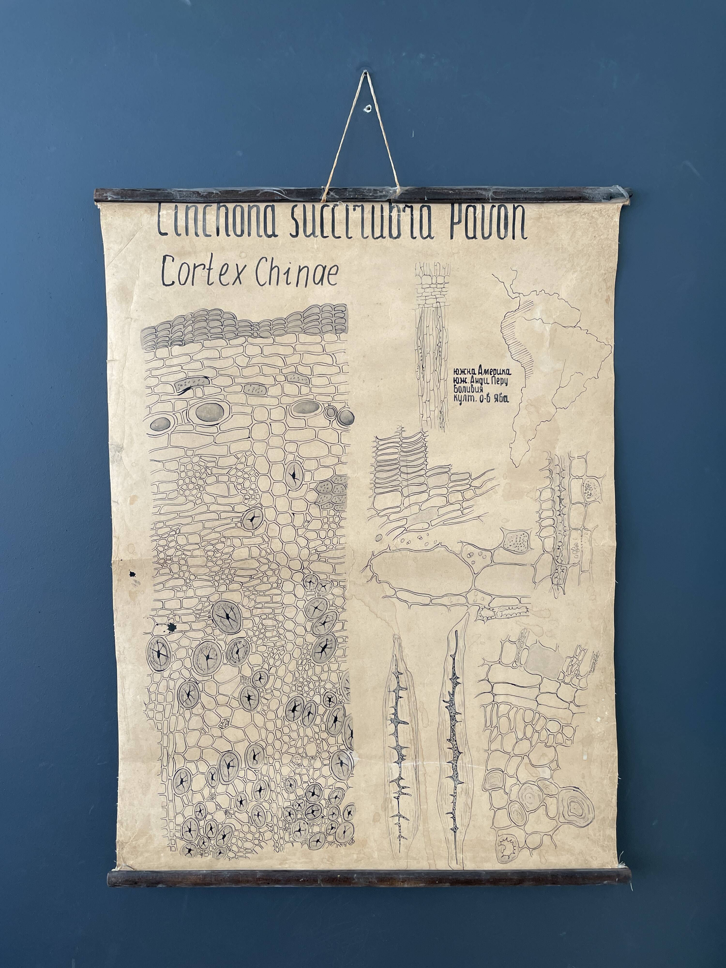 Affiche botanique 1970