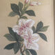 L'art japonais « kacho-ga » fleurs