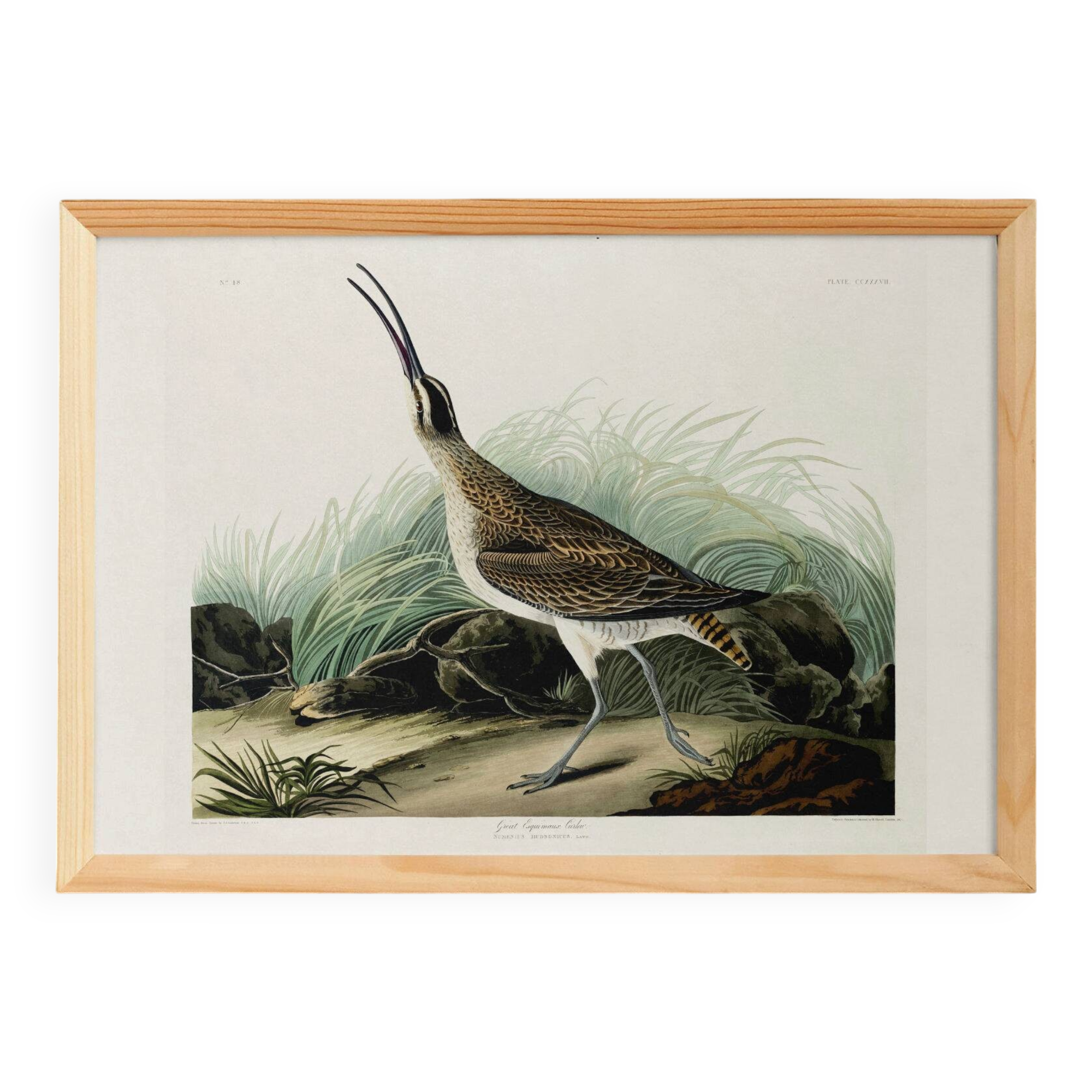 Poster about the Eurasian Curlew, based on an old engraving from 1827.