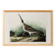 Poster about the Eurasian Curlew, based on an old engraving from 1827.
