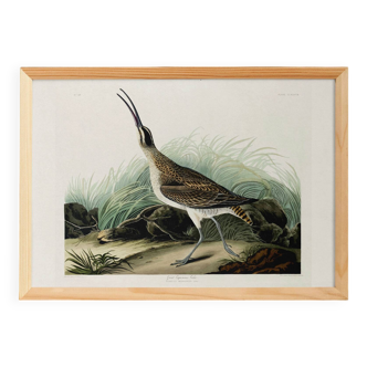 Poster about the Eurasian Curlew, based on an old engraving from 1827.