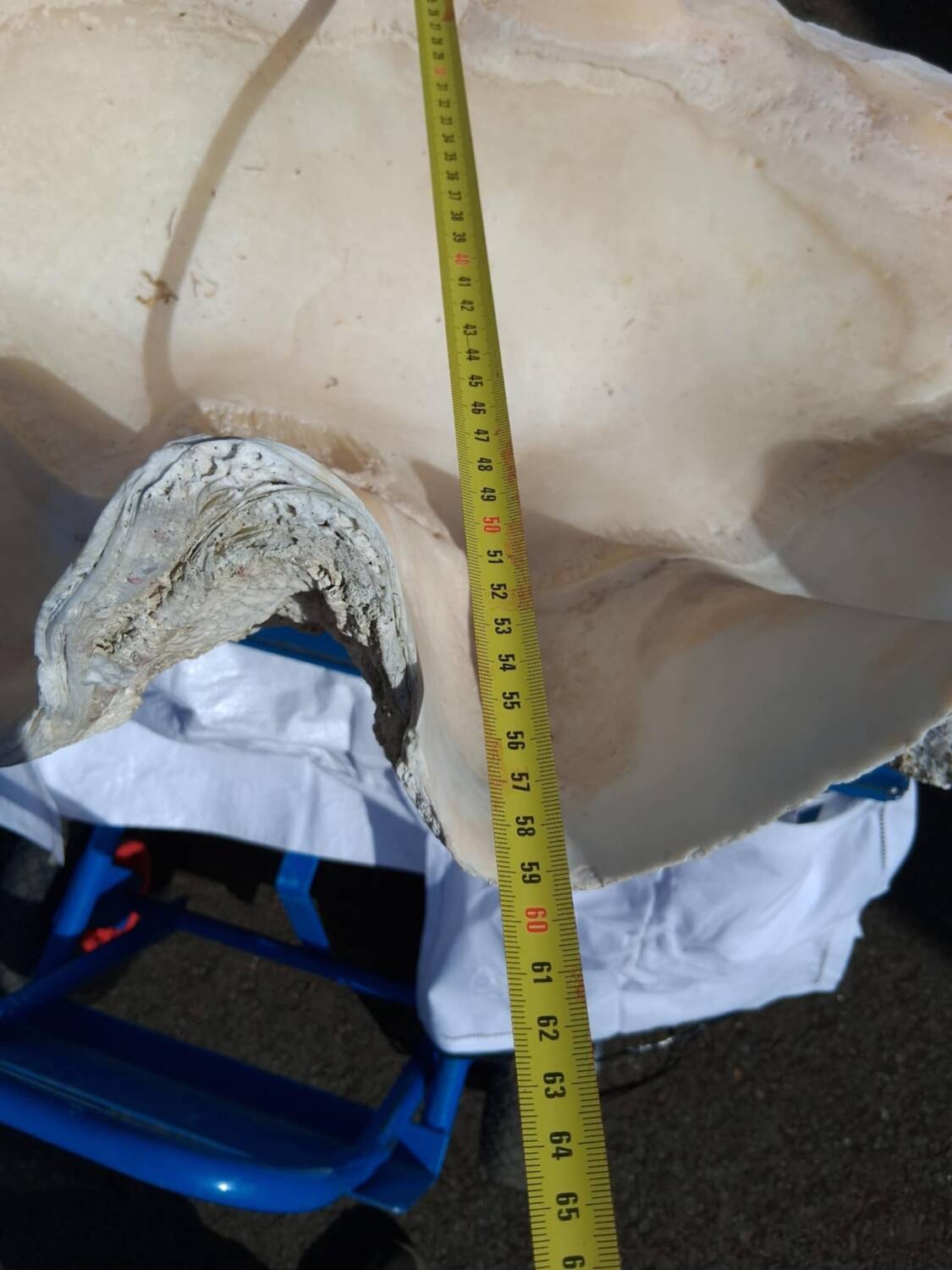 Tridacna shell (86 cm) – on base – rare and decorative