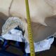 Tridacna shell (86 cm) – on base – rare and decorative