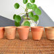 10 old terracotta seedling pots