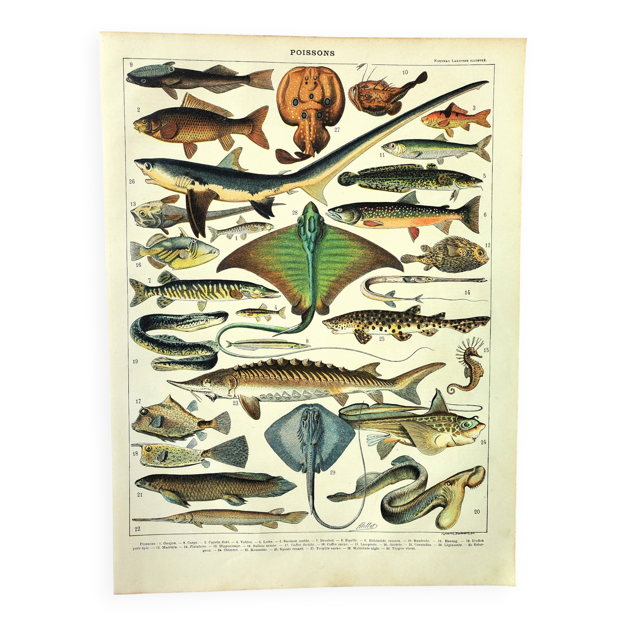 Antique engraving 1897 A. Millot - Fish 2, marine animals