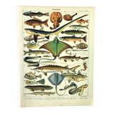 Antique engraving 1897 A. Millot - Fish 2, marine animals