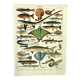 Gravure ancienne 1897 A. Millot - Poissons 2, animaux marins