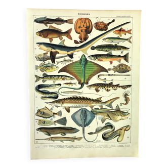 Antique engraving 1897 A. Millot - Fish 2, marine animals
