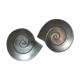 Duo of cups "snail"