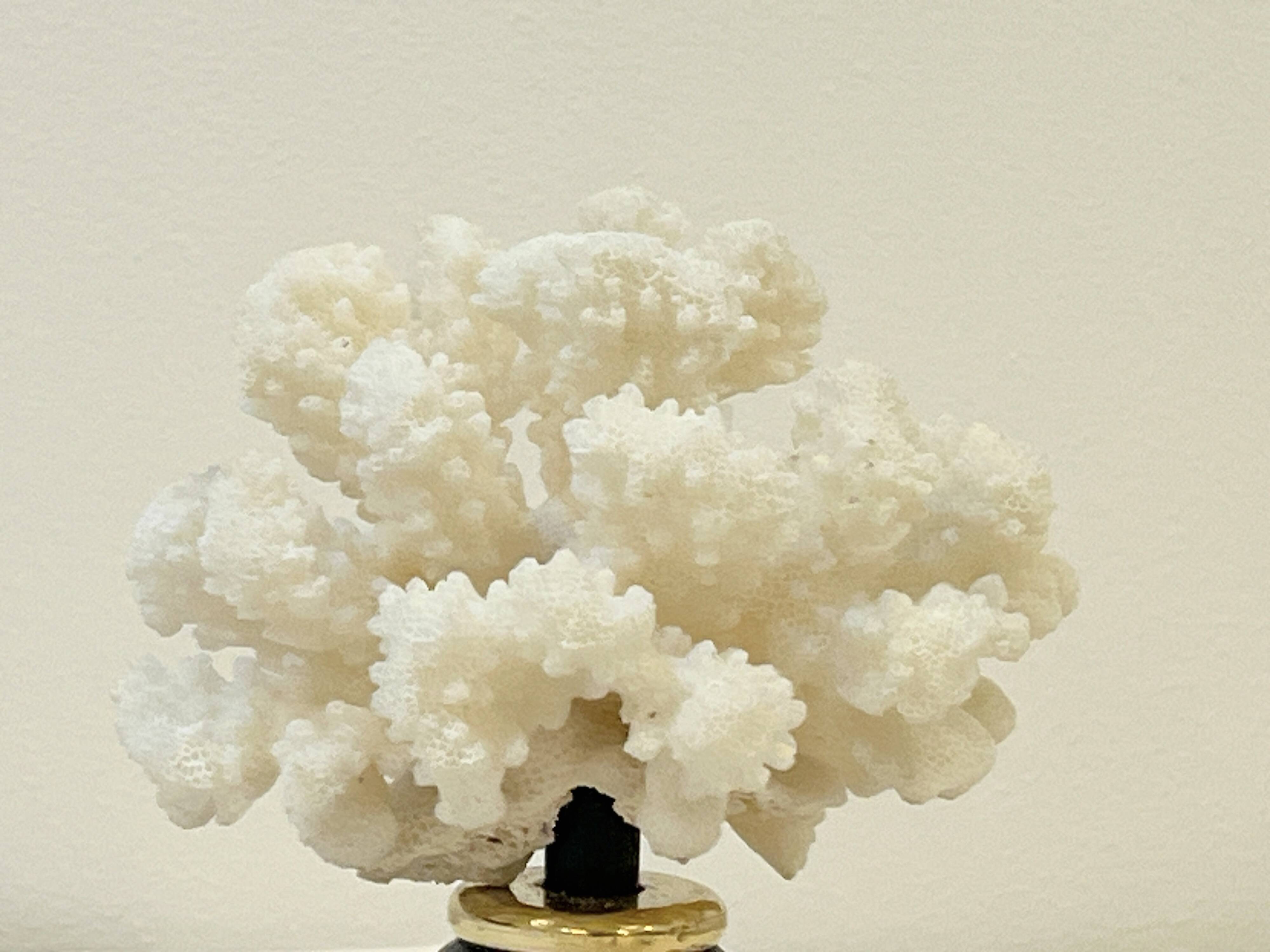 Antique natural white bush coral on wooden base Napoleon III cabinet of curiosities