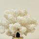 Antique natural white bush coral on wooden base Napoleon III cabinet of curiosities